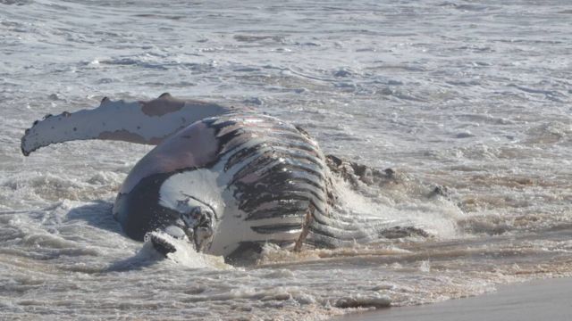 According To Dnr Officials, Assateague Island Has Discovered Another Whale Carcass