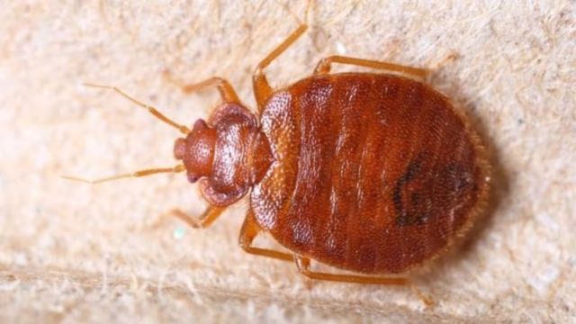 Georgia Is Overrun With Bed Bugs, With Three Cities Among the Worst