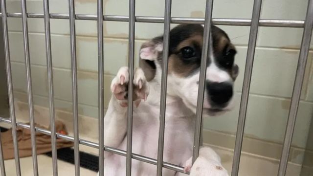 Overcrowding Affects Animal Shelters In Southwest Michigan