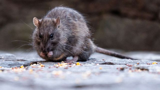 The Most Rat-infested City In America Has Been Identified As This One In Nebraska