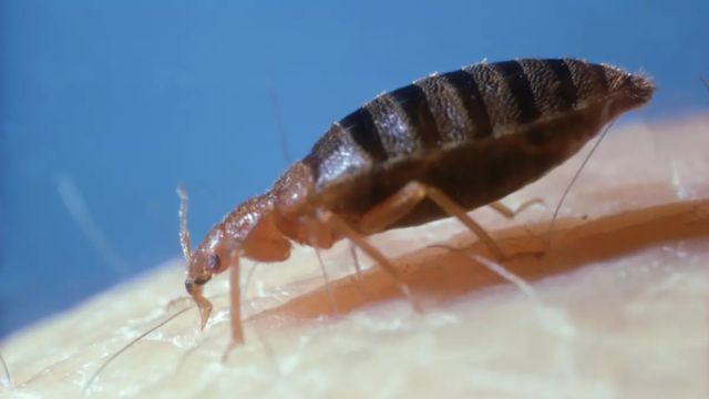 Three Cities In Georgia Are Among The Most Heavily Infested With Bed Bugs