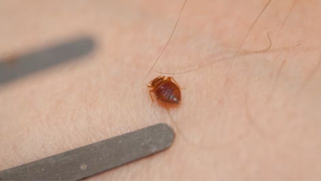 Three Cities In Minnesota Are Among The Most Infested With Bed Bugs