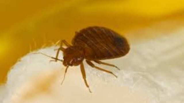 Three Of Montana's Cities Are Among The Most Heavily Infested With Bed Bugs
