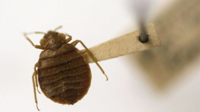 Three Of Oregon's Cities Are Among The Most Heavily Infested With Bed Bugs