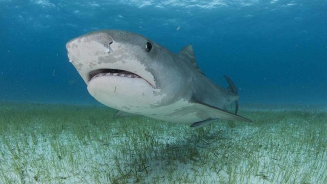 Big Issue Happened Suddenly! 16-Year-Old's Life Ended in Tragic Shark Attack in Jamaica (1)