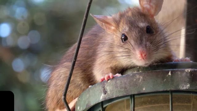 California Cities Rank Among the Most Rat-Infested in the U.S. (1)