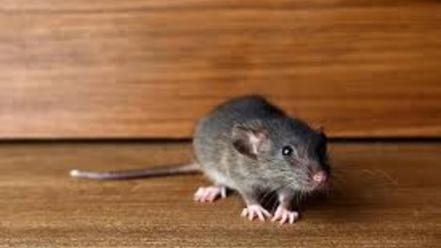 From Rats to Ruin Texas’ 5 Most Rat-Infested Cities Revealed (1)