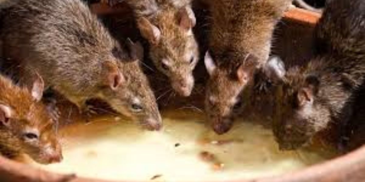 From Rats to Ruin: Texas’ 5 Most Rat-Infested Cities Revealed