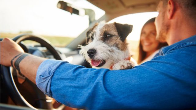 State-by-State Guide Is It Legal to Drive with a Dog on Your Lap in Iowa, Illinois, and Wisconsin (1)