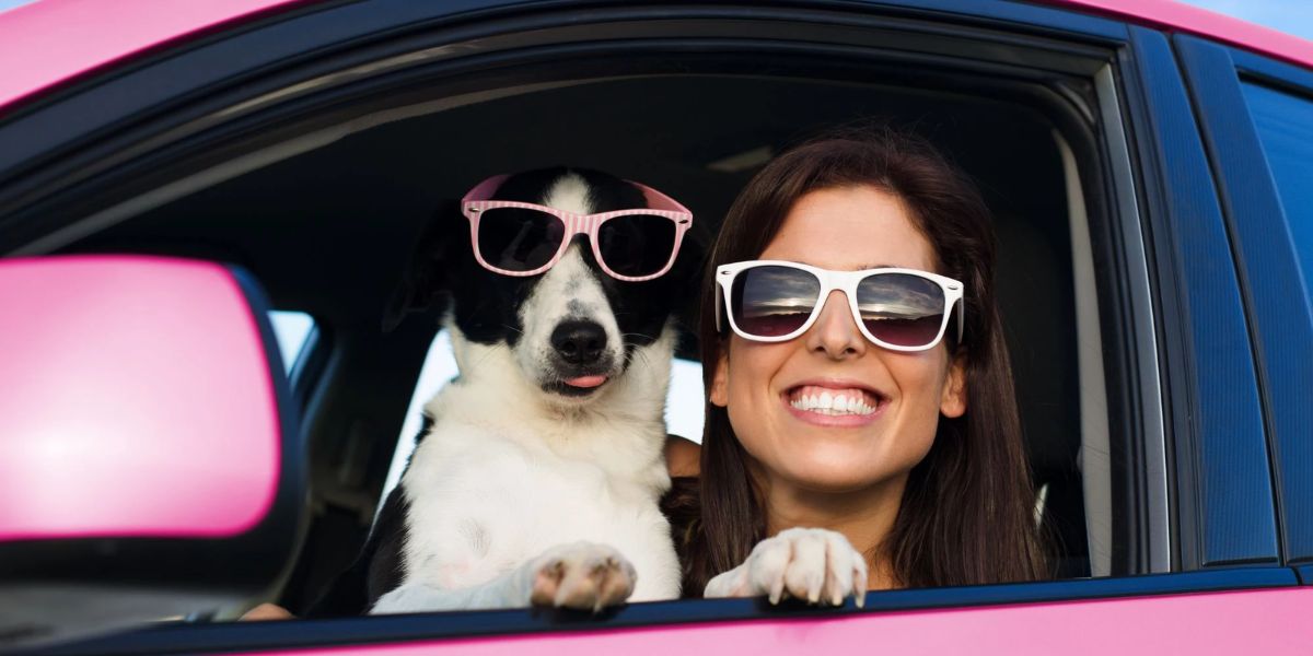 State-by-State Guide Is It Legal to Drive with a Dog on Your Lap in Iowa, Illinois, and Wisconsin