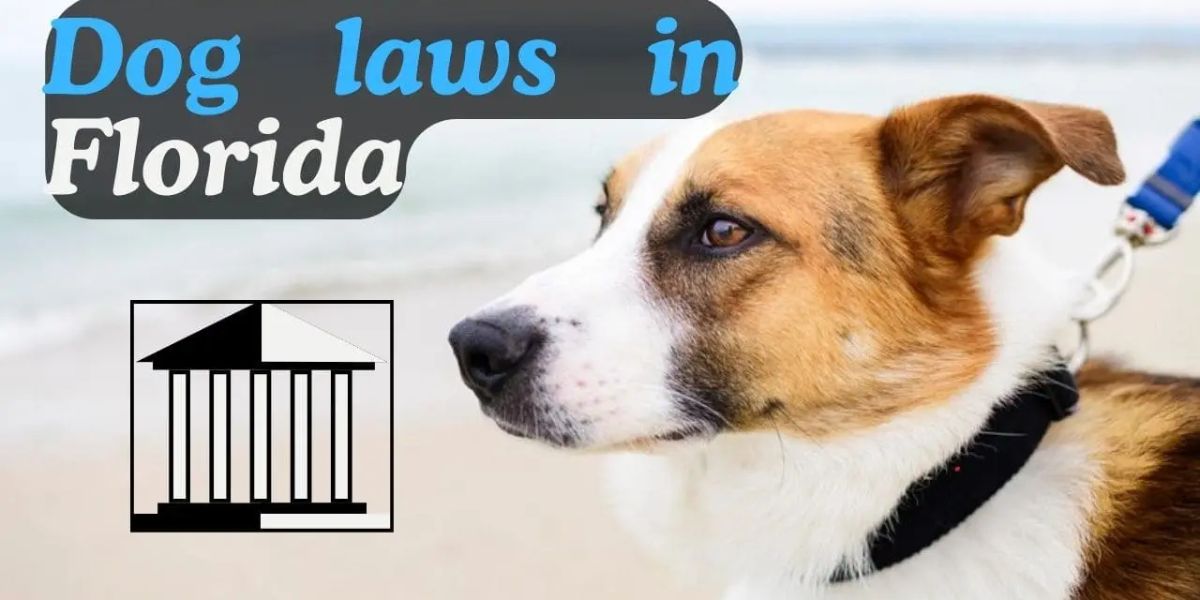 The Best Tips! Top 5 Dog Safety Laws in Florida You Need to Know