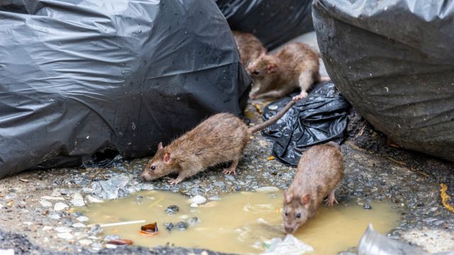 4 Texas Cities Among America's Most Rodent-Infested Locations (1)