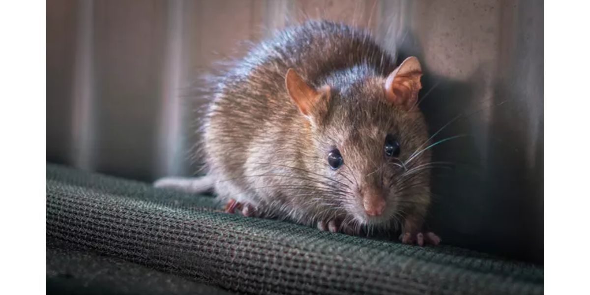 4 Texas Cities Among America’s Most Rodent-Infested Locations