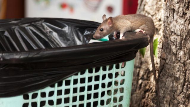 Trouble! These 2 Cities Are Among America's Most Rodent-Infested Locations in Tennessee (1)