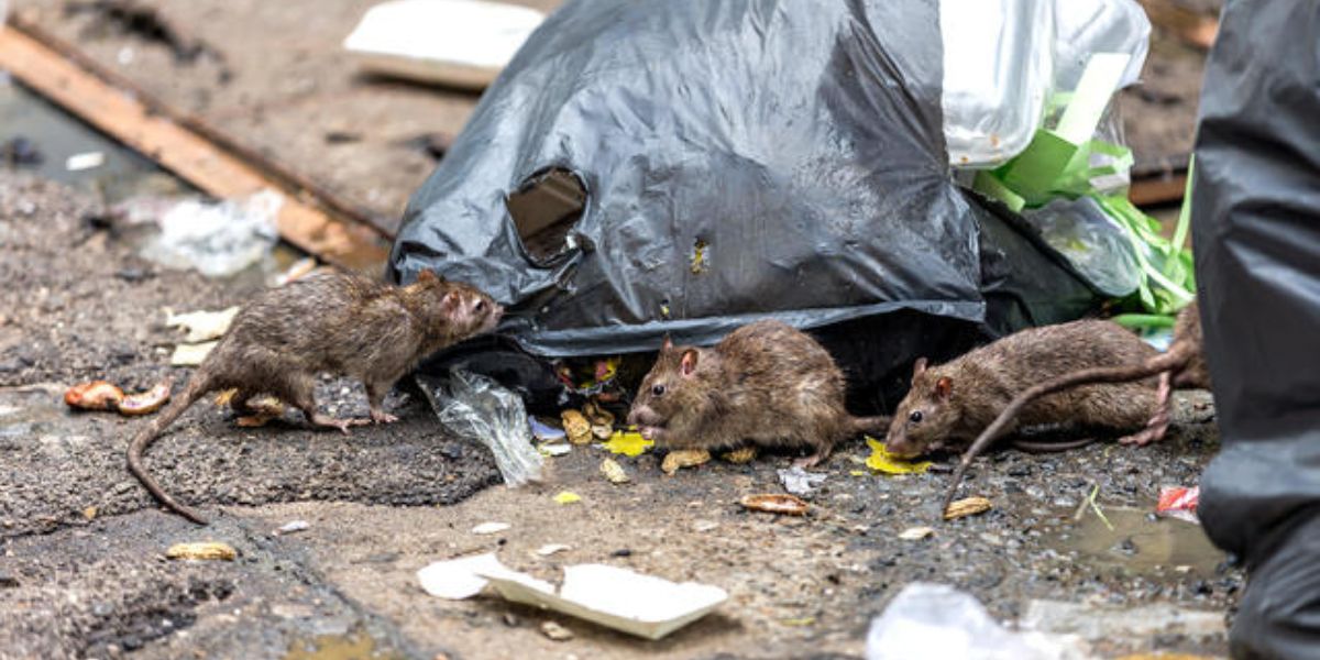 Trouble! These 2 Cities Are Among America's Most Rodent-Infested Locations in Tennessee