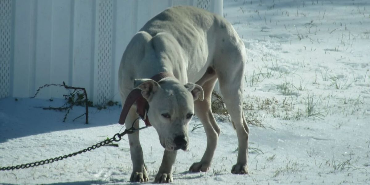 Is It Illegal to Leave Your Pet Chained Outside in Minnesota Find Out Here