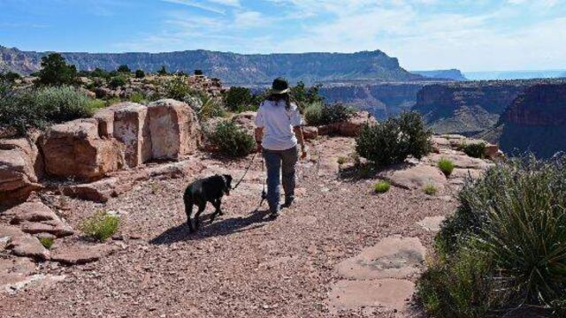 Pet Travel Rules: What You Must Know About Bringing Pets to Grand Canyon National Park