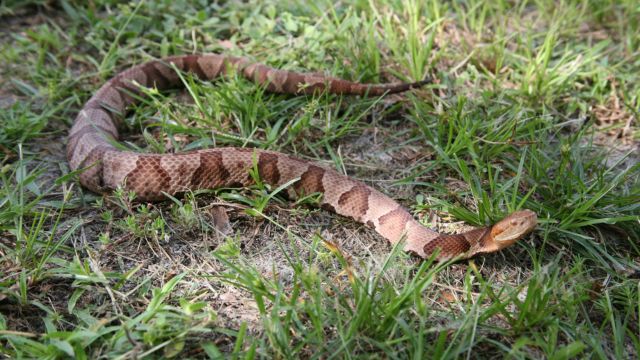 The Venomous Snakes You Should Watch Out for in Tennessee