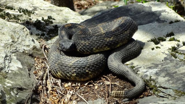 The Venomous Snakes You Should Watch Out for in Tennessee 