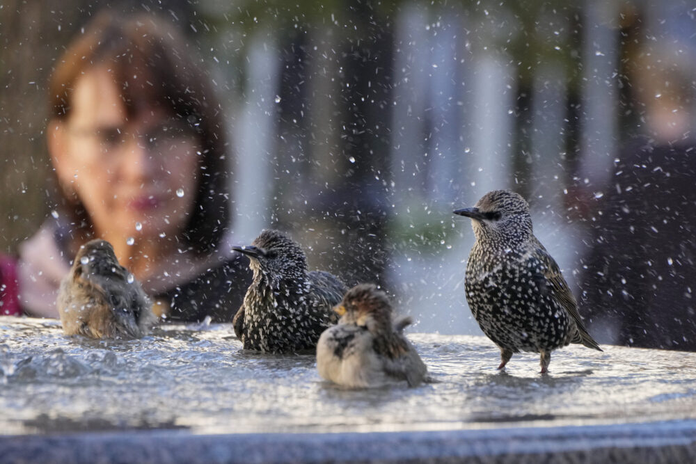 Texas Parks and Wildlife Department issues guidance for slowing spread of bird flu